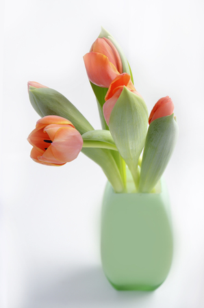 colorful tulip flowers backgroundの写真素材