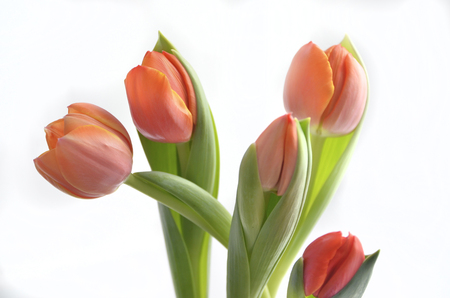 colorful tulip flowers backgroundの写真素材