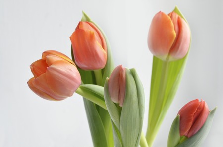 colorful tulip flowers backgroundの写真素材