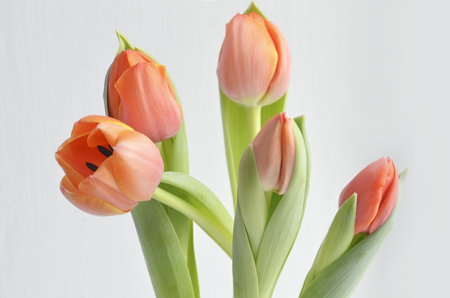 colorful tulip flowers backgroundの写真素材
