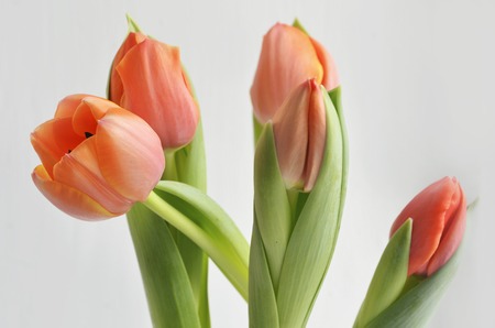 colorful tulip flowers backgroundの写真素材
