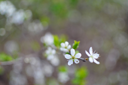 photo of blossoming tree brunch with white flowers on bokehの写真素材