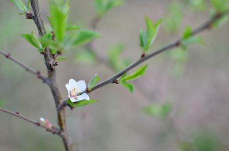 photo of blossoming tree brunch with white flowers on bokehの写真素材