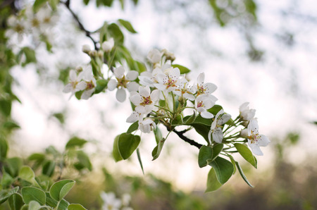photo of blossoming tree brunch with white flowers on bokehの写真素材