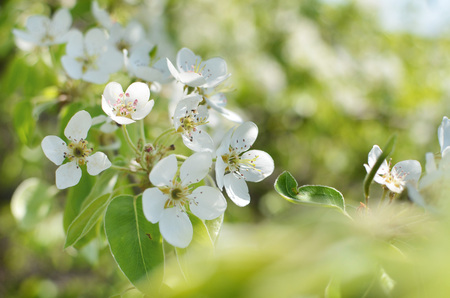 photo of blossoming tree brunch with white flowers on bokehの写真素材