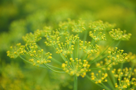 Background with dill umbrella closeup. Garden plant. Fragrant dill on the garden in the garden bright greenの写真素材