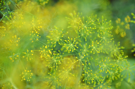 Background with dill umbrella closeup. Garden plant. Fragrant dill on the garden in the garden blurの写真素材
