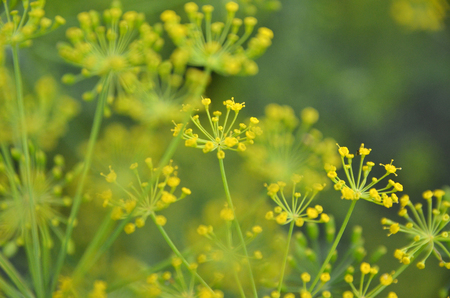 Background with dill umbrella closeup. Garden plant.の写真素材