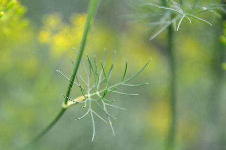 Background with dill umbrella closeup. Garden plant.の写真素材