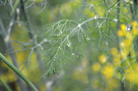 Background with dill umbrella closeup. Garden plant.の写真素材