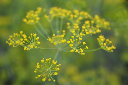 Background with dill umbrella closeup. Garden plant.の写真素材