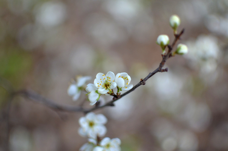 photo of blossoming tree brunch with white flowers on bokeh brown background twig diagonallyの写真素材