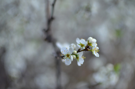 photo of blossoming tree brunch with white flowers on bokeh brown background branchの写真素材