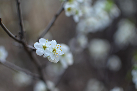 photo of blossoming tree brunch with white flowers on bokeh brown background two flowersの写真素材