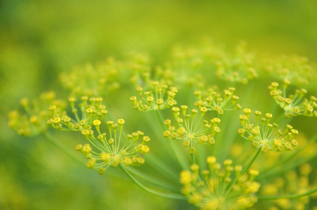 Background with dill umbrella closeup. Garden plant.の写真素材
