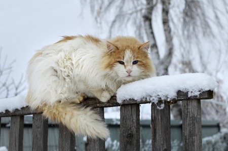 Red cat sitting on the old fence in the villageの写真素材