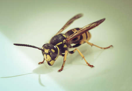 honeybeeの写真素材