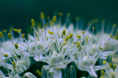flowering garlicの写真素材