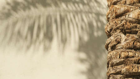 Palm leaves shadow swaying in wind on beige wall. In foreground palm tree trunk in sun, close-up. Copy space for text. Motion tropical plant branches. Summer vacation, carefree, relaxation conceptの写真素材