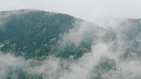 Clouds movement rapidly in spruce forest in mountains during heavy rain. Picturesque autumn landscape of fresh nature. Birth of clouds in green mountains. Self-cleaning ecology, environment. No peopleの写真素材