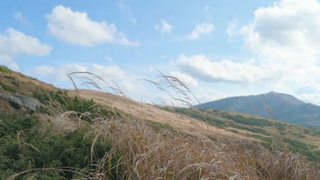 Dry grass swaying in wind on backdrop of mountains and blue sky, white clouds in daytime. Close-up. Stems, spikelets of yellow tall withered grass dried in sun. Scenic mountain range landscapeの写真素材
