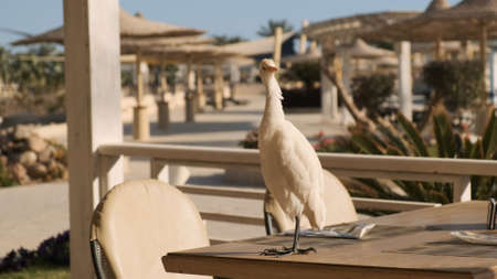 White bird in sun stands on laid restaurant table on street terrace. The backdrop of summer resort, straw umbrellas. Beige, nude cream color. Relaxed lazy vacation in warm country under palm treesの写真素材