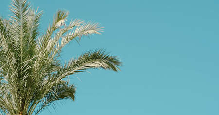 Isolated palm leaves in blue sky, space for text. Summer green palm branches in sun, sway by warm breeze. Exotic travel, tropical journey, paradise vacation, beach resort, hot tour, products placementの写真素材