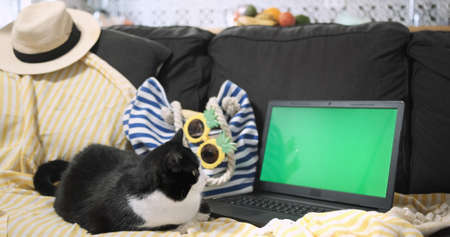 Cat sits near laptop green screen on yellow beach cover on sofa, backdrop of blue striped bag, sunglasses, straw hat. Sea vacation dream concept. Pet in room looking at desktop. Summer travel planningの写真素材