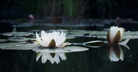 White lotus lilies in lake water. Natural beautiful flowers blossom in forest wildlife. Cinematic...