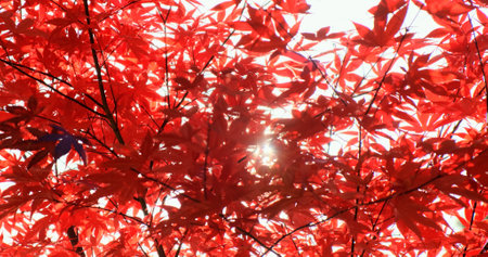 Close-up, red maple leaves autumn background. Sun ray break through colorful red japan tree foliage in fall sunny day. Beautiful natural maple leaves texture. Forest season change in morning sunlightの写真素材