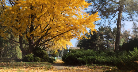Autumn park landscape on sunny morning day. Golden yellow foliage covered footpaths, pathway, grass,...