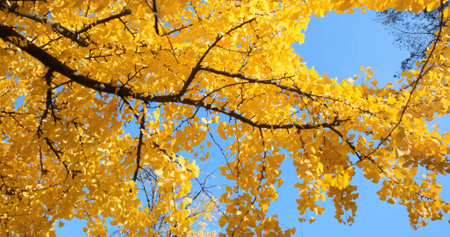 Yellow leaves, autumn foliage on blue sky background. Movement along tree branches with yellowed golden leaves in sunny forest, nature. Beautiful bright, yellow-orange ginko leaf backdrop closeupの写真素材