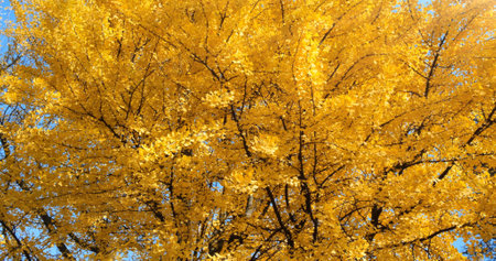 Lash yellow leaves tree crown on blue sky background. Beautiful yellow foliage on trees branches wind sway in sunny forest. Sun light shine in autumn yellow-gold park landscape. Scenic fall in morningの写真素材
