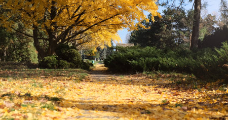 Autumn park landscape on sunny morning day. Golden yellow foliage covered footpaths, pathway, grass,...