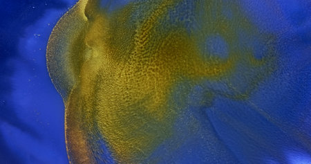 Golden waves flow over blue paint abstract background. Slow motion. Golden yellow ink splash flowing over bright blue liquid surface. Rich deep color texture. Acrylic fluid art. Shiny artwork backdropの写真素材