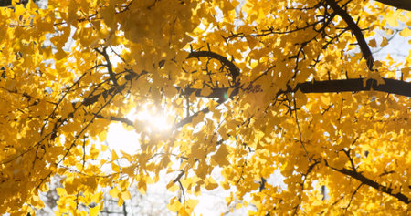 Yellow foliage, leaves sun light breaks through, autumn background. Golden leaves wind sway in fall season. Yellow tree leaf in colorful nature. Sunny bright october parkの写真素材