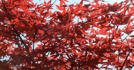 Red leaf beautiful autumn background, closeup. Red maple foliage pattern on blue sky. Forest season change in morning. Colorful red-orange fall park nature. Natural tree leavesの写真素材