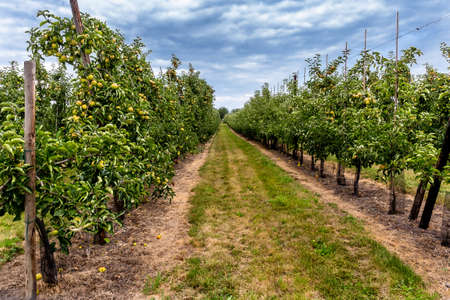 Ripening apples in the garden. Growing fruits in Europe.の写真素材