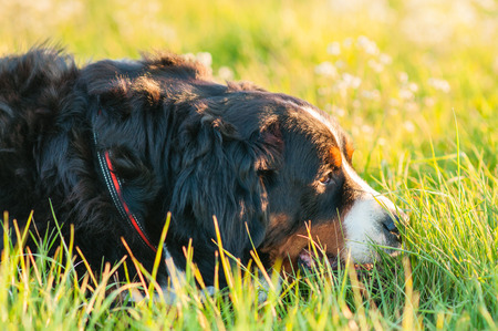 Bernese Mountain Dog on a meadowの写真素材