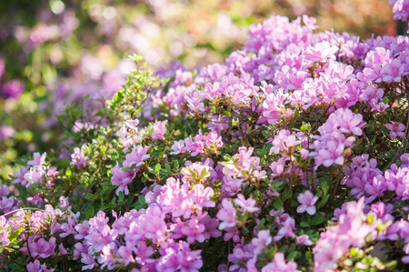 rhododendron flowersの写真素材