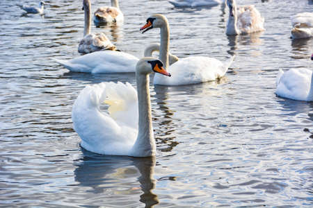 Swans in the waterの写真素材