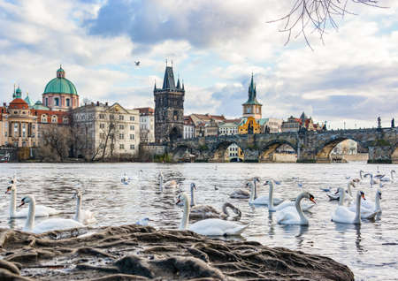 Swans in front of Charles Bridgeの写真素材