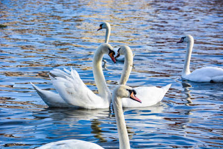 Swans in the riverの写真素材