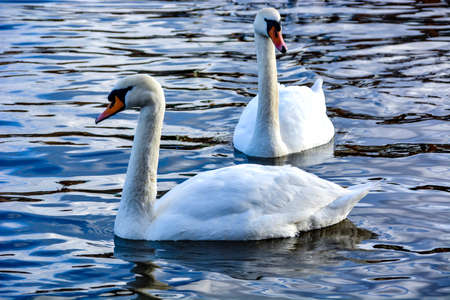 Swans in the waterの写真素材
