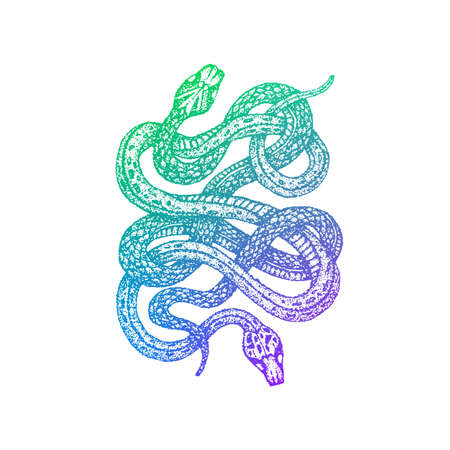 Two Snakes Colorful Sketch. Vector Illustration of T-Shirt Design. Tattoo Hand Drawn.の写真素材