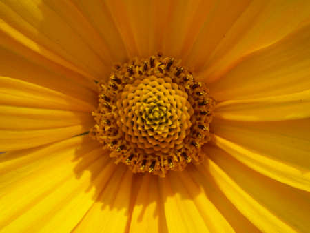 Closeup Yellow Flowerの写真素材