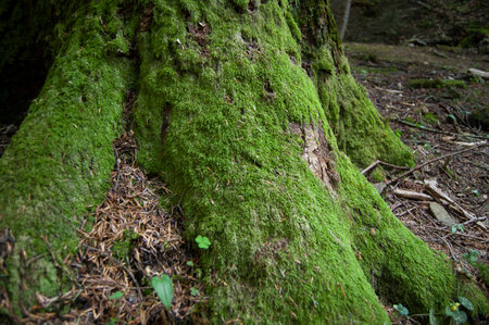 Tree with Moss