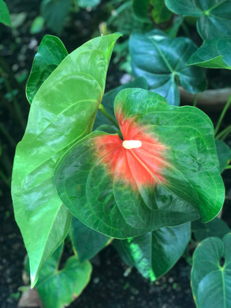 Tripical Green Leaf