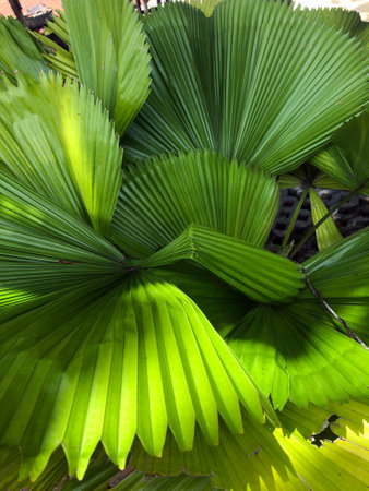 Green Leaves Tropical