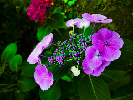Hydrangea macrophulla large-leaved garden ornamental shrub of lilac color with opened flowers and...